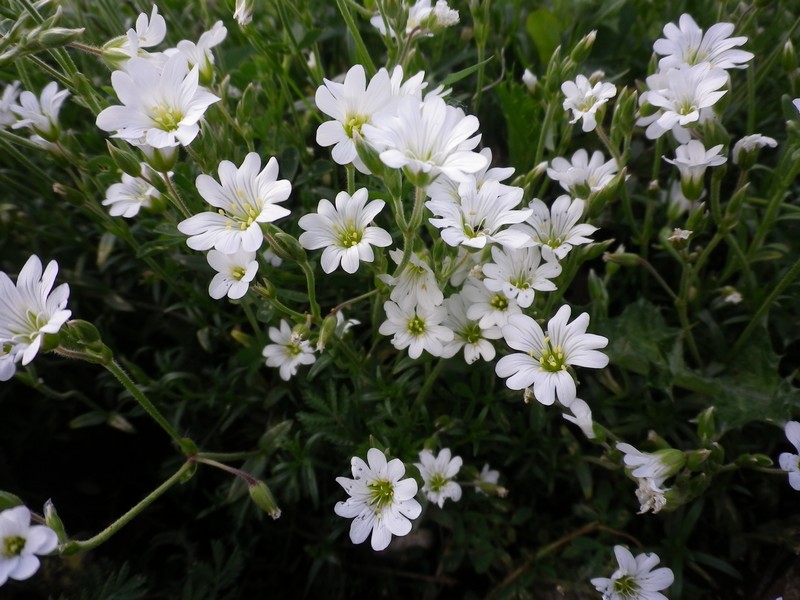 Cerastium arvense